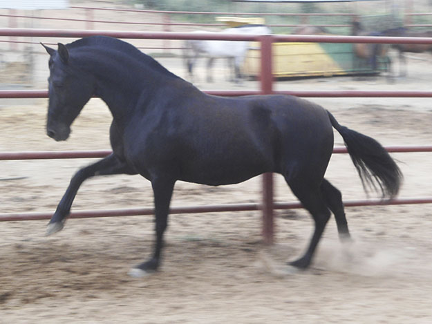 List of Mares